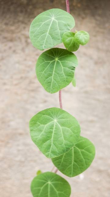 此图无版权：CC BY