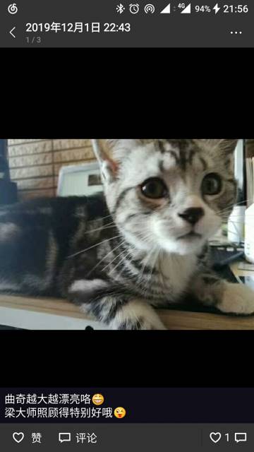 发张猫片