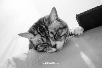 有声：曲奇猫的呼噜声