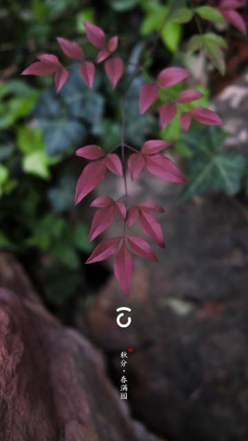 39,秋分
