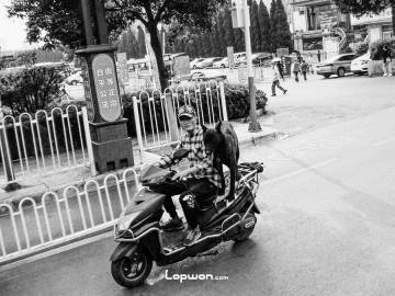 2021年09月14日，云南省昆明市，人与狗。by Lopwon