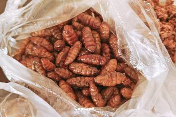 视频：中缅边境，填坑行