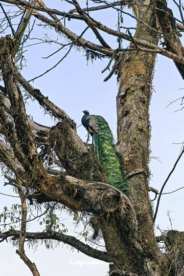 视频：中缅边境，填坑行
