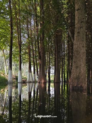 滇池海虹湿地。