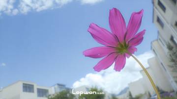 2013年07月26日，西藏自治区拉萨市，小区里的格桑花。by Lopwon