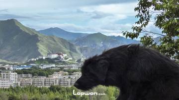 2013年07月25日，西藏自治区拉萨市，色拉寺里的狗狗。by Lopwon