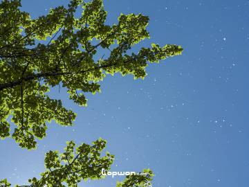 2013年07月26日，西藏自治区拉萨市，漫天飘零的柳絮。by Lopwon