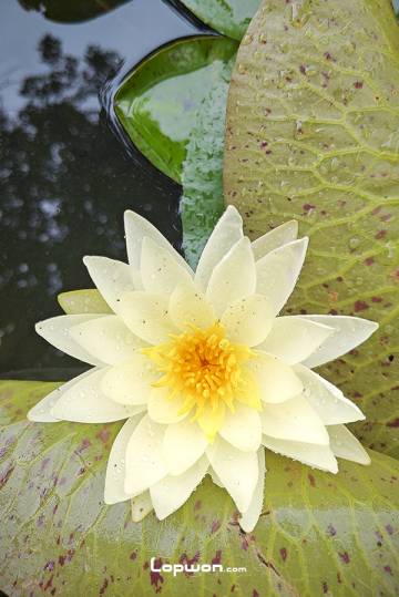 睡莲。